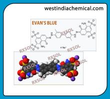 EVAN'S BLUE